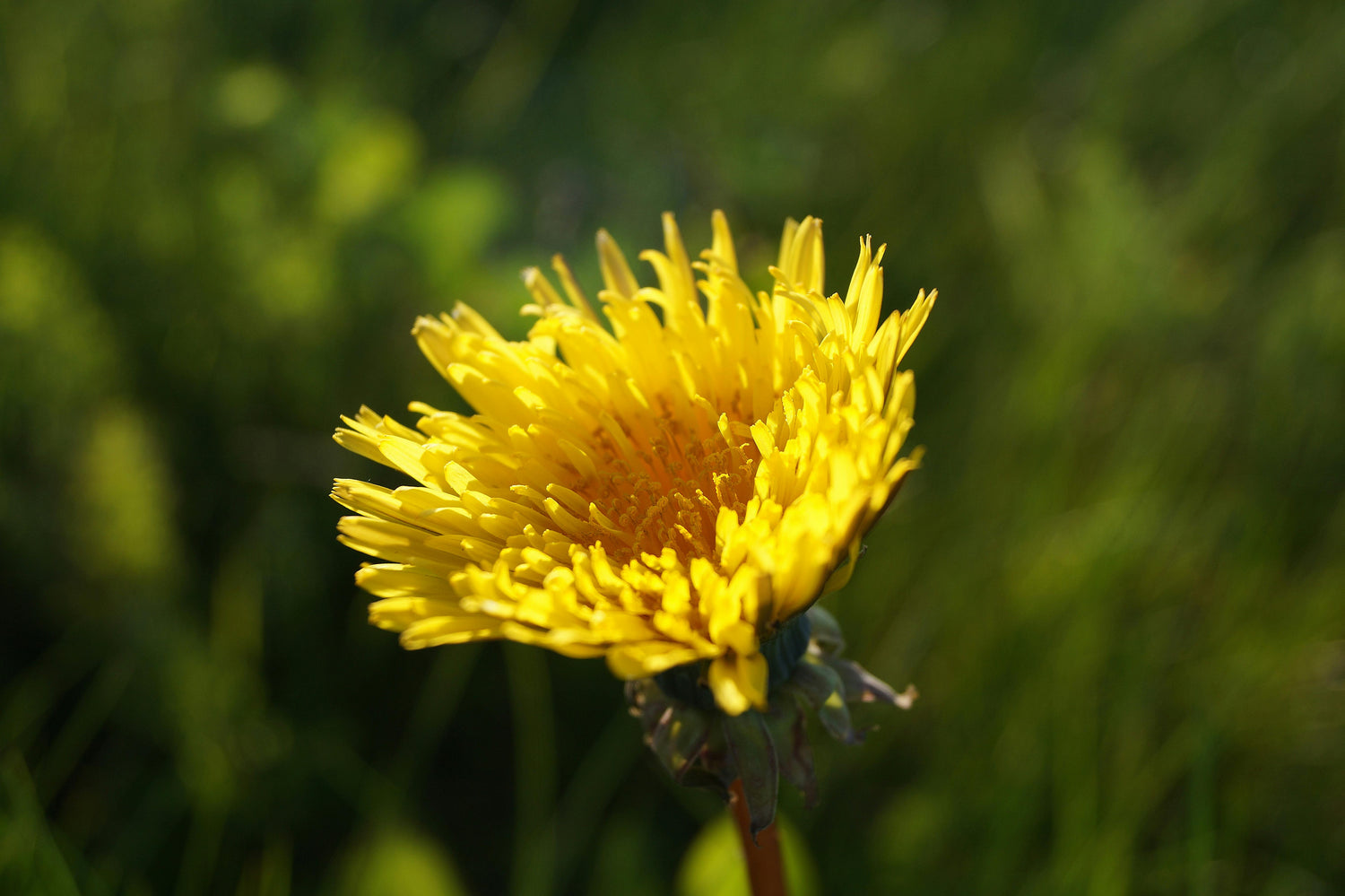 Dandelions Multifaceted Health Benefits