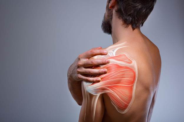 What Toxins Are Stored in Muscles