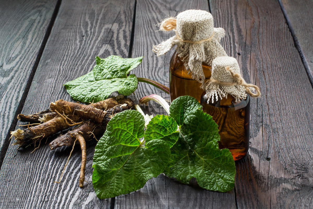 Uncover the Benefits of Burdock Root for Health and Wellness