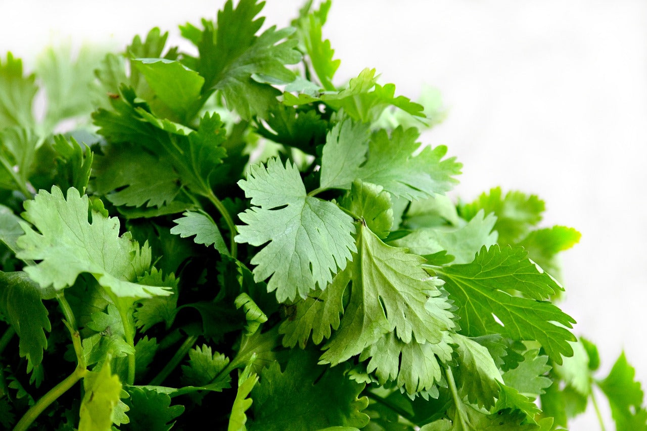 Discover the Health Benefits of Cilantro: More Than Just a Garnish