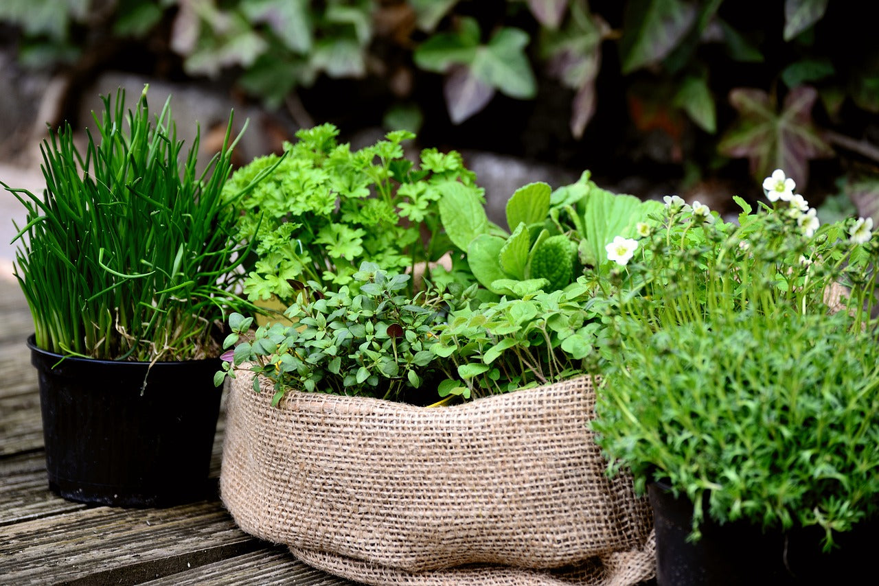 Exploring the Herbal Pathway: What Herbs Are Good for Cleansing the Kidneys?