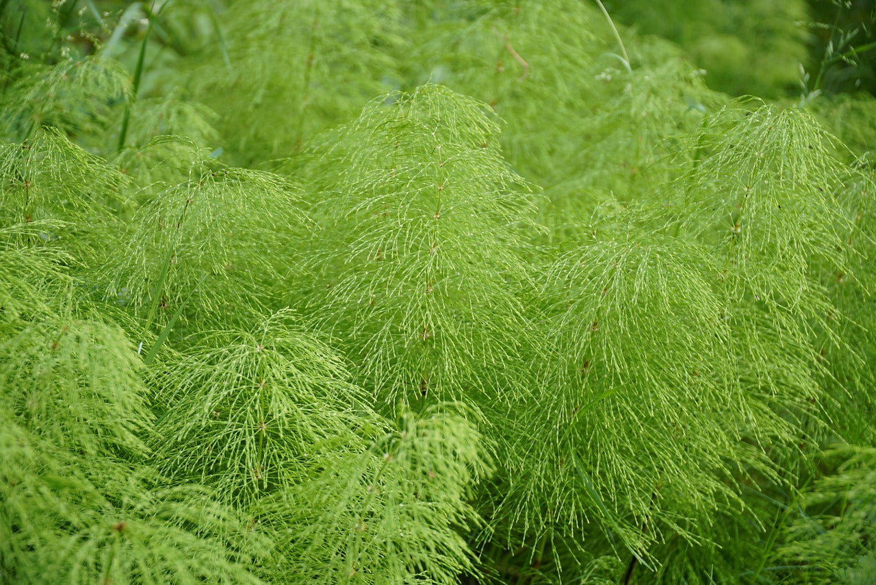 A Comprehensive Guide To The Benefits Of Organic Horsetail