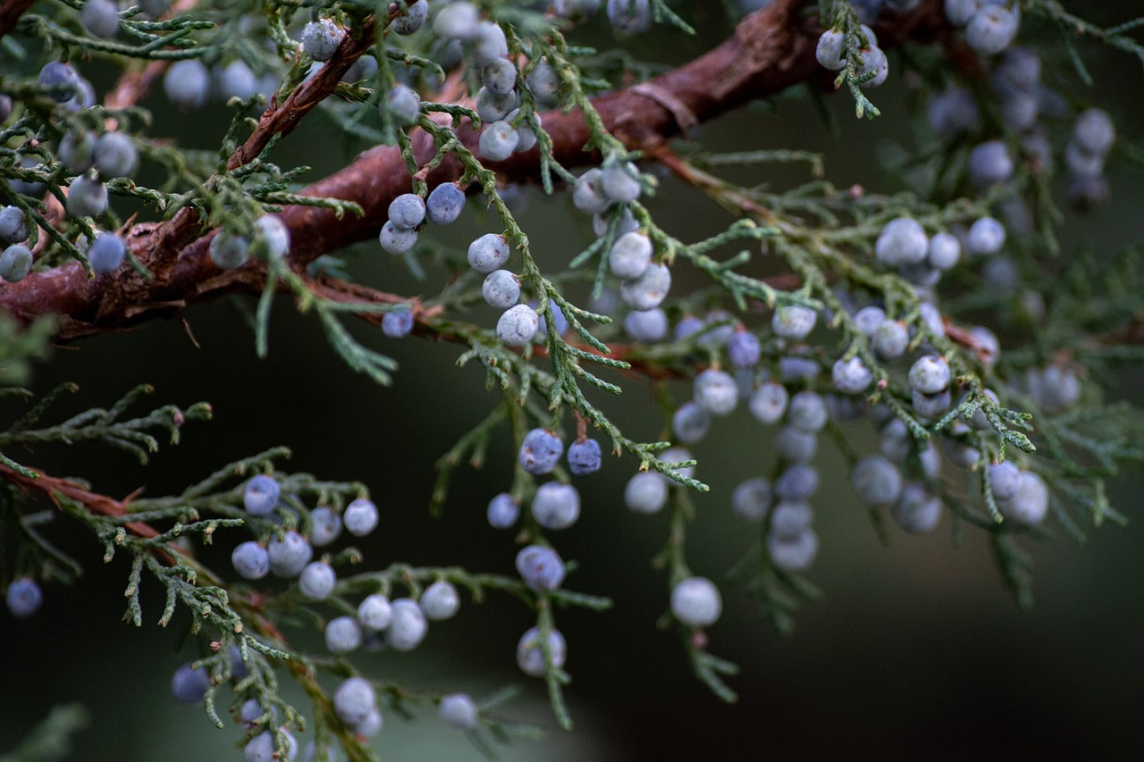 Picture Of Juniper berries