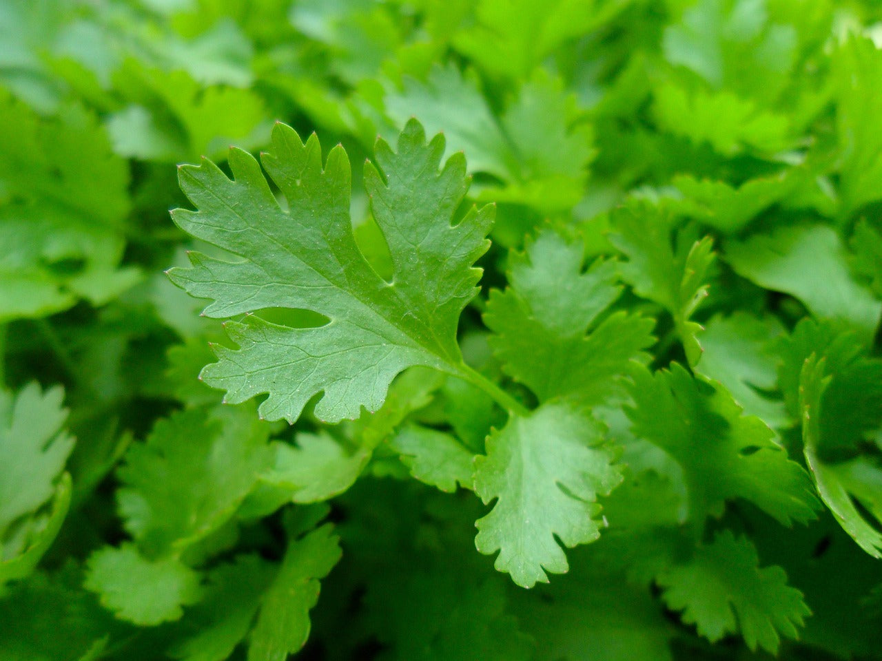 Unleashing the Power of Parsley: A Guide on its Benefits