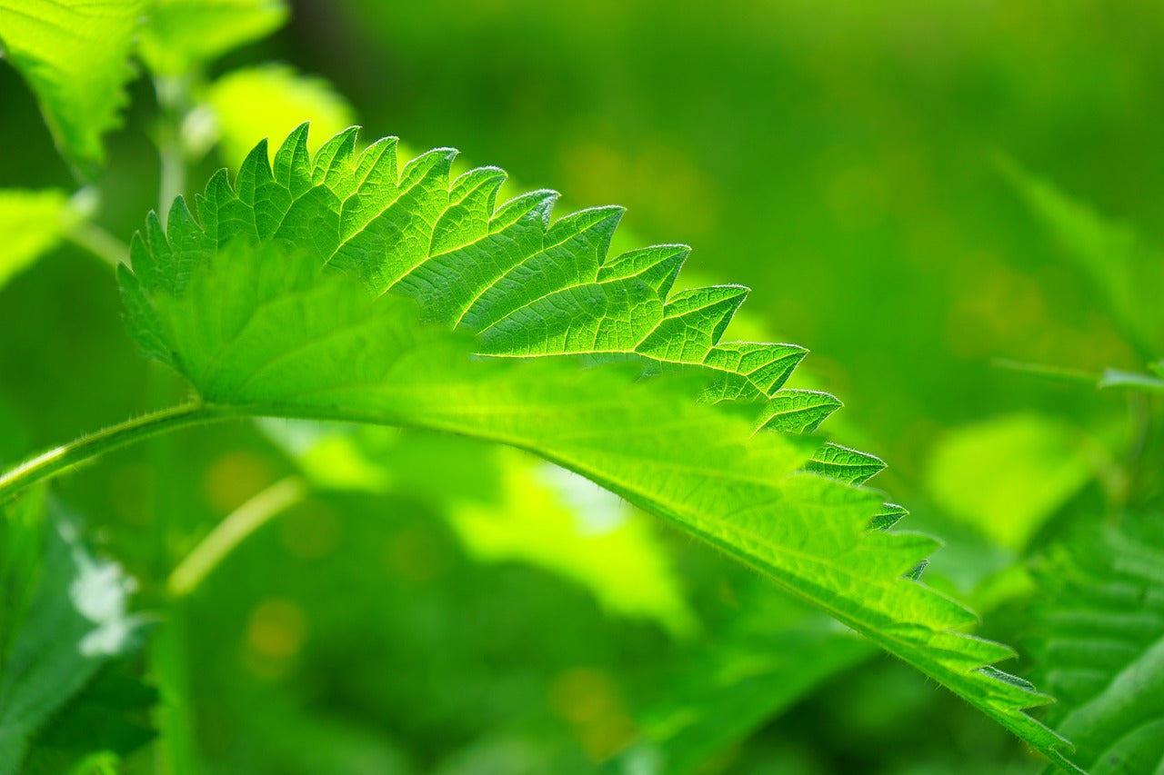 Check Out The Benefits Of Organic Stinging Nettle