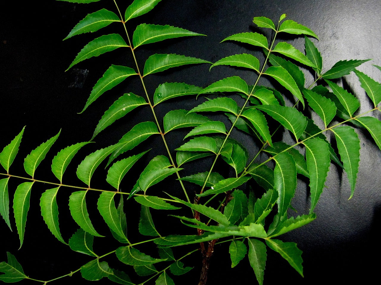 Discovering The Health Benefits of Neem