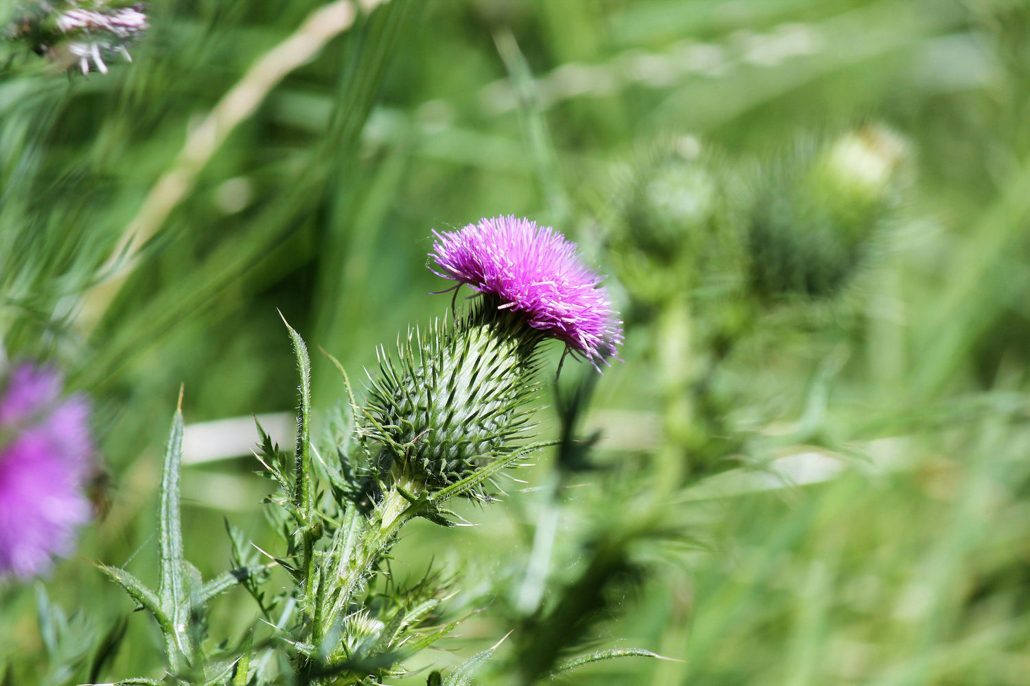 Harnessing Nature's Remedy: The Incredible Health Benefits of Milk Thistle